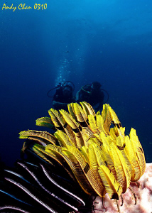 Crinoid and Divers - Bali
G 9 + Big eye lens by Andy Chan 